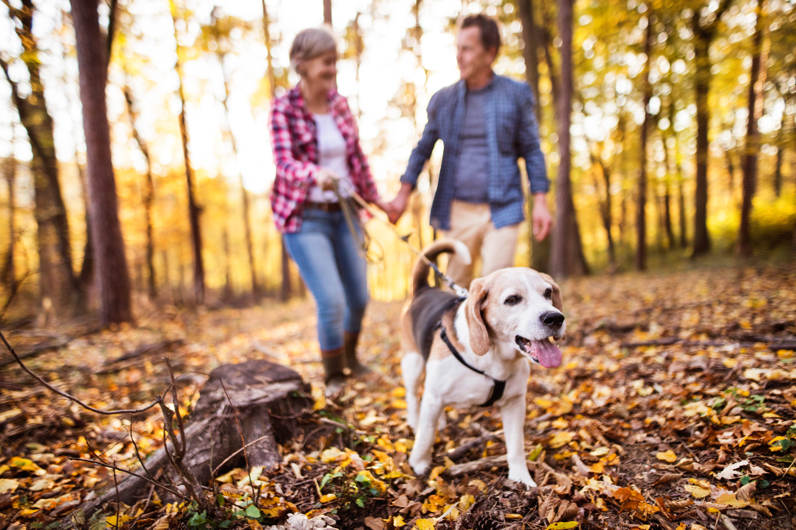 Senior couple with dog on a walk in an autumn forest.